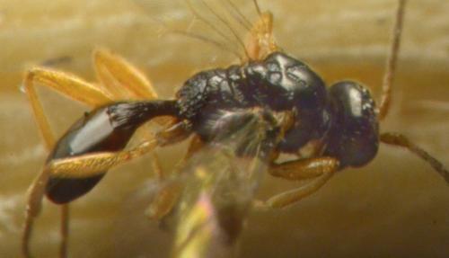 Réf. 230 392 : Peristenus laeviventris